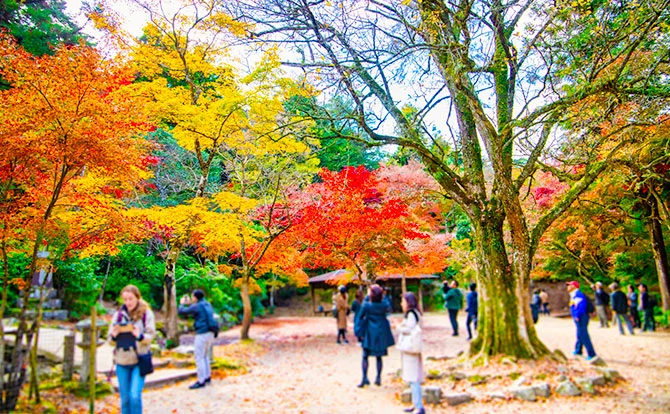紅葉と世界遺産の絶景コラボレーション