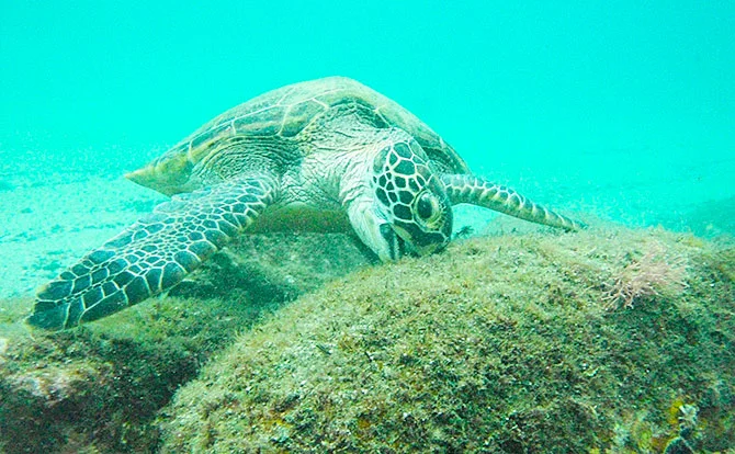 アカウミガメの産卵地