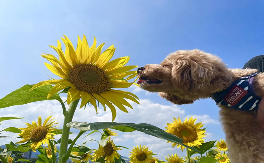 ＼大自然と可愛い犬に囲まれる職場🐶／飛騨高山のリゾートホテルでリゾートバイト