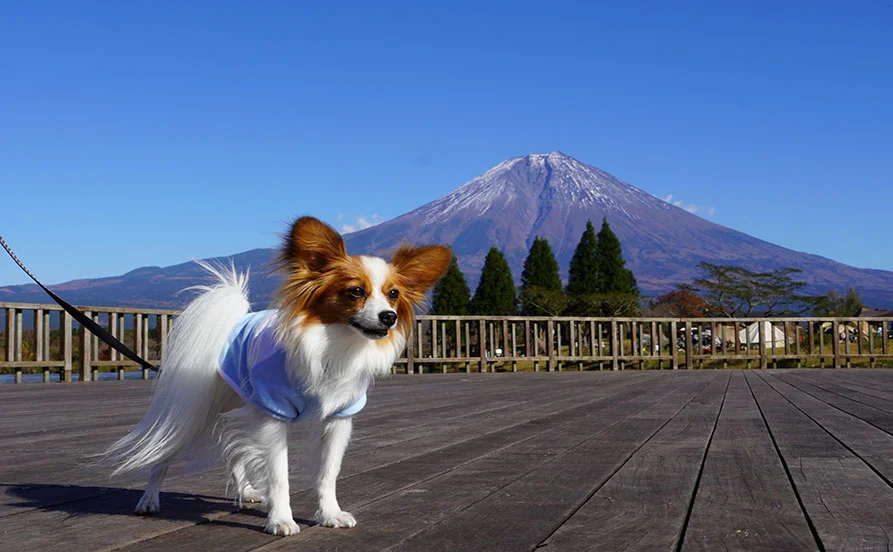 ワンちゃん好きはこの求人👉愛犬と泊まれるホテルでリゾートバイト🐶★