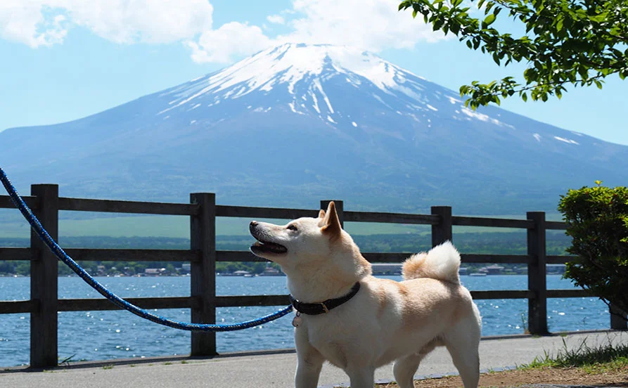 富士山＆山中湖がすぐ近く！洗練されたスタイリッシュな施設✨【ワンちゃん好きな方必見のお仕事🐶】