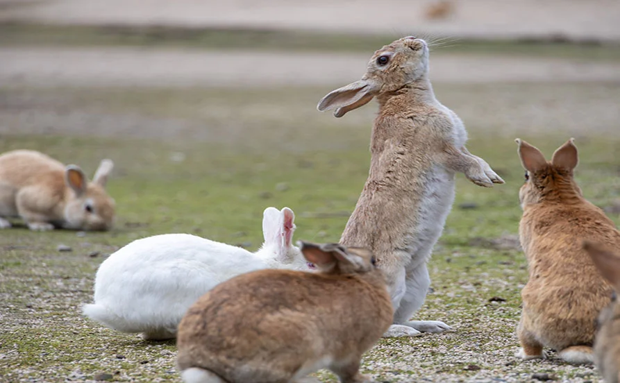 【うさぎの島で働こう🐰】離島ならではの癒しのリゾートバイト！個室寮＆3食付きの好待遇求人♪